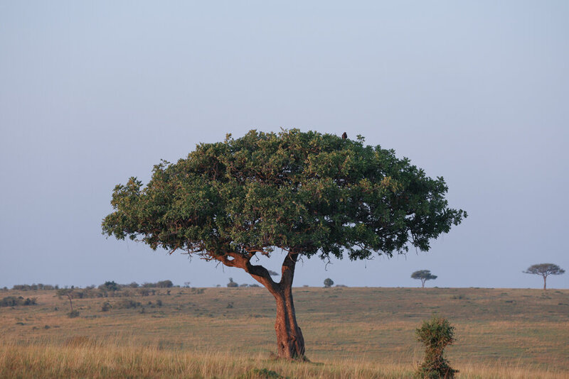 safariedited-353