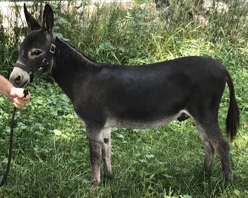 LN Donatto at 1 yr old