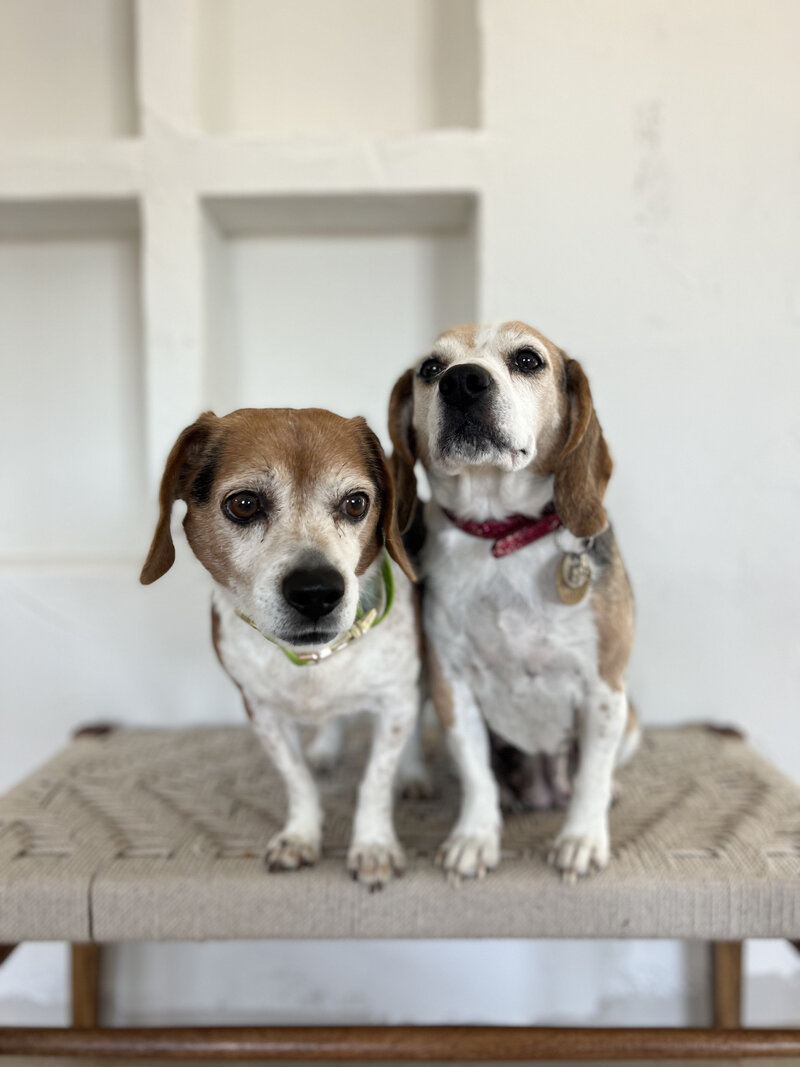 Pocket Beagle Puppies For Sale