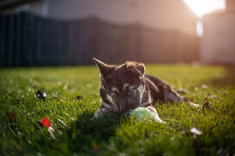 a german shepherd puppy lays on the ground with her green ball during a golden hour photoshoot at home. Work by Duluth-based pet photographer Joanna of Paddle Paws Photography.