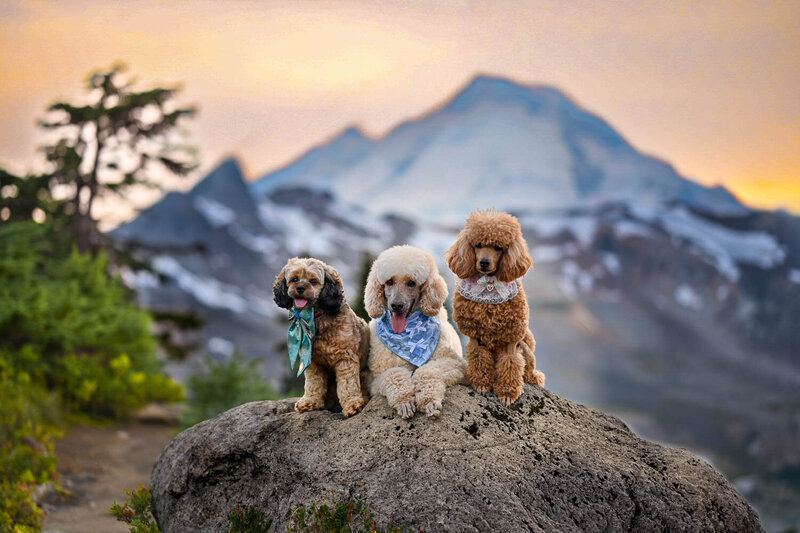 Heavenly Puppies to Love Cavapoo, Cockapoo, and Maltipoo Puppies Photo Sep 01 2025, 6 56 03 PM37