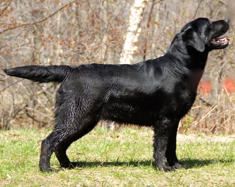 Retired black Labrador Retriever from Bad River Labradors.