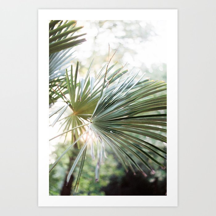 palm-tree-in-golden-hour-ethereal-colors-close-up-wanderlust-botanical-print-prints