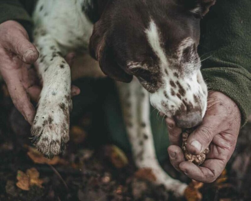 Close-up of a truffle-hunting dog and handler in Acqualagna, Italy, during a guided truffle hunt—one of the immersive experiences featured on the Wish You WERE Here Italy Tour with author Christy Schillig.