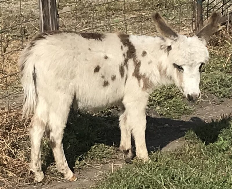 #2spot jack rt_E9161