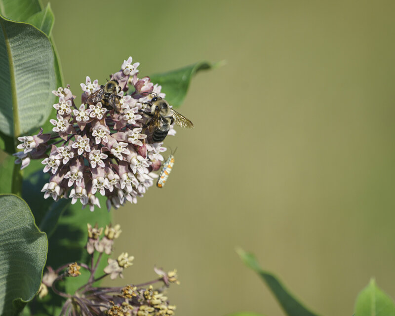 Bee on a flower