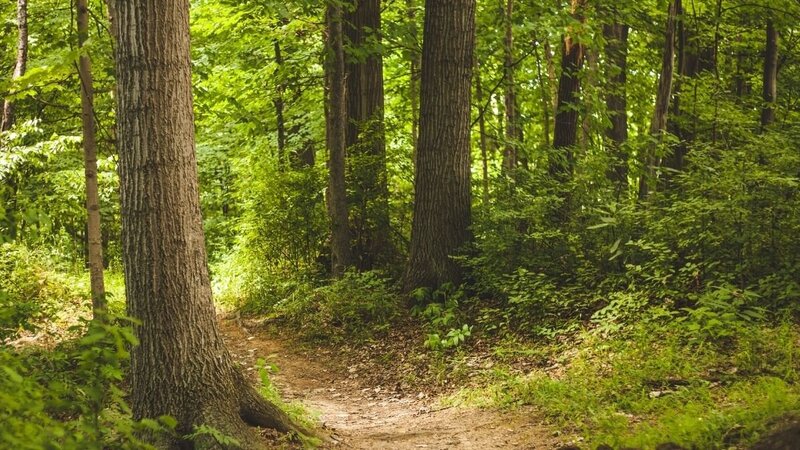 forest photo