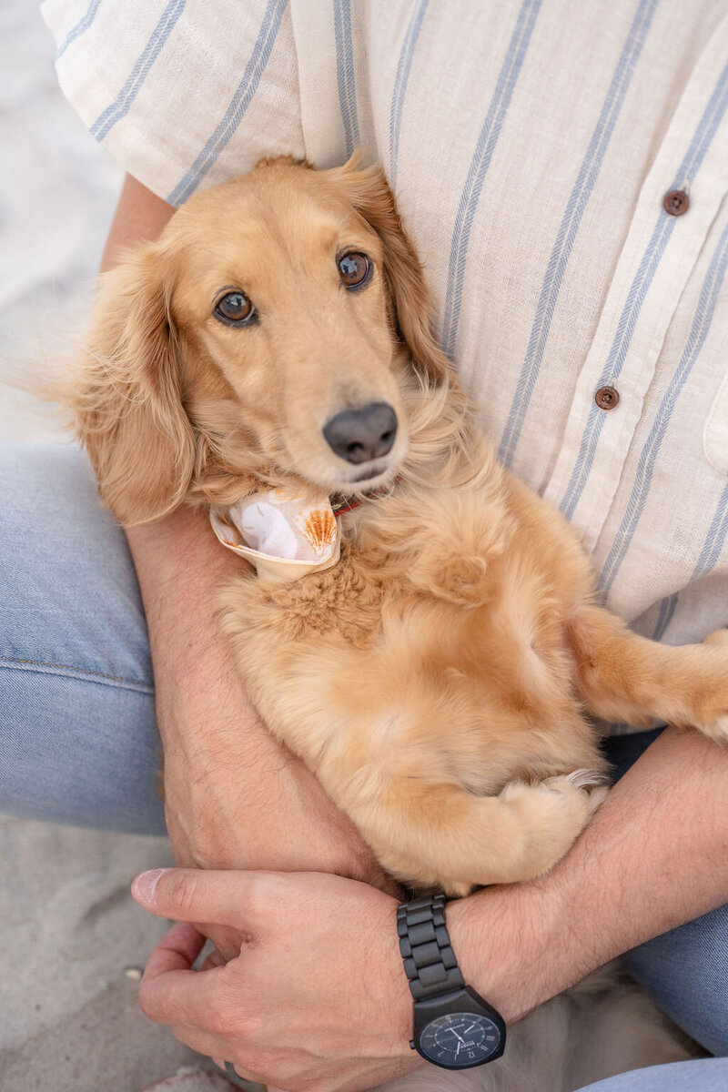 a closeup of a family dog resting in his owner's arms