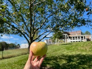 apple