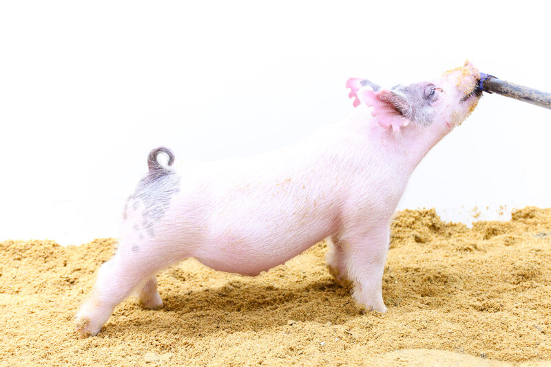 livestock photographers