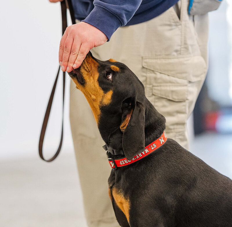Black and tan coonhound learning to walk beside a trainer, close-up of muzzle receiving treats during training