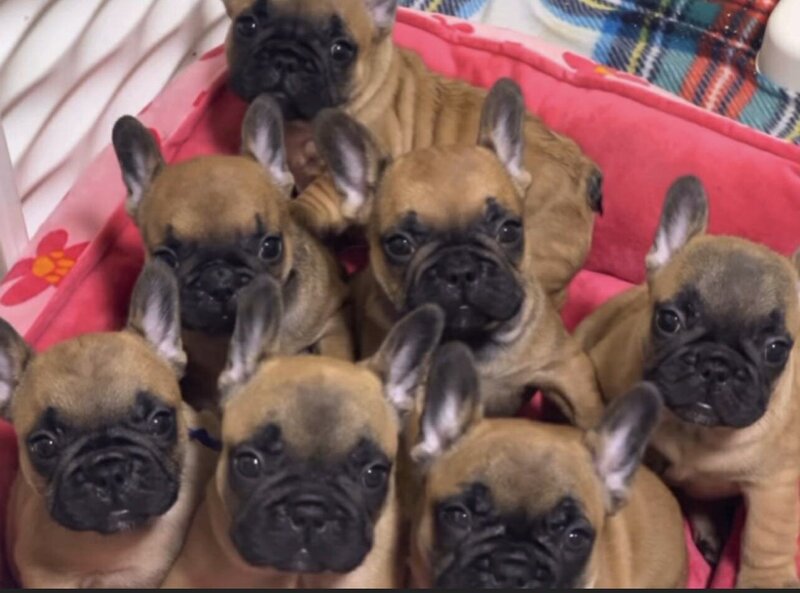 French bulldog puppies cuddled together in their bed