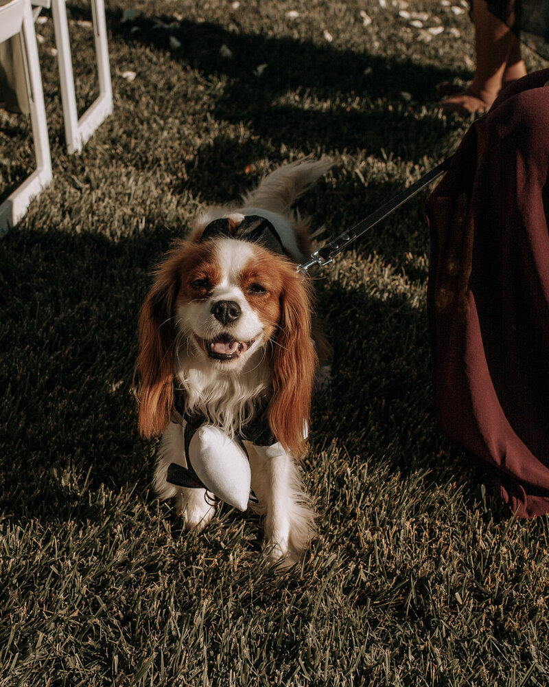 cute dog ring bearer wedding