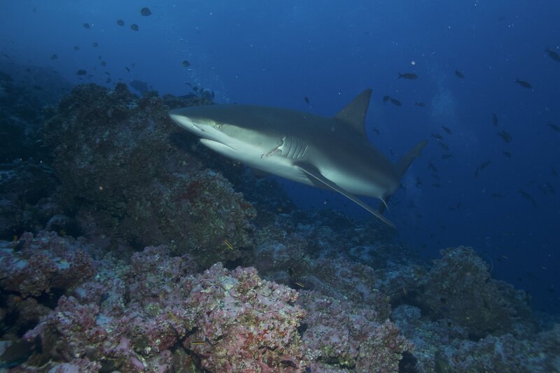 Galapagos shark swimming underwater above coral