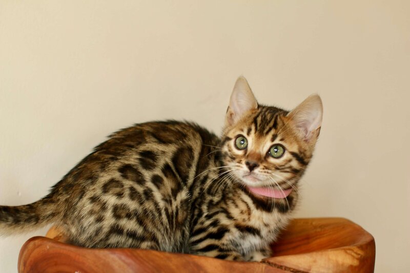 Diva x Bronco_Pink Girl_1