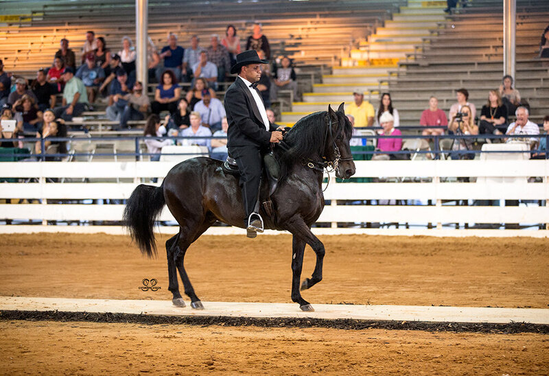 Gelding-Brujo de Selecta-2014-8915-LR
