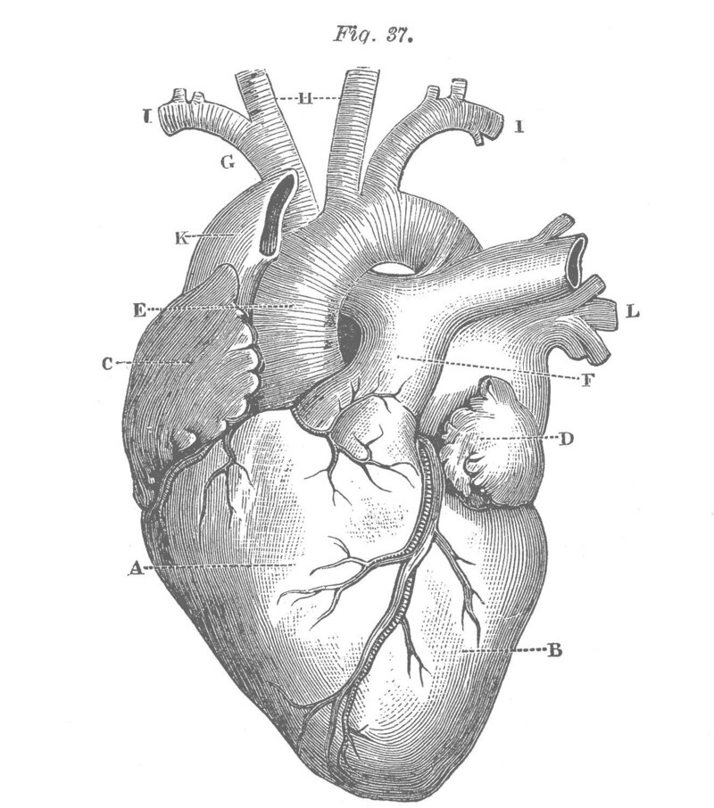 Anatomy of Heart - Blogs and Articles