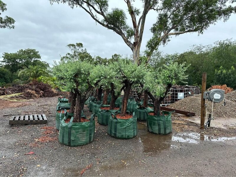 OLEA EUROPAEA 'EUROPEAN' - mature tree sydney - go green nurseries