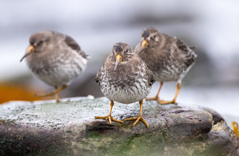 Purple Sandpipers_002