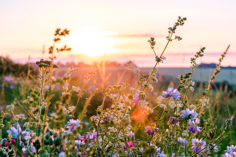 Wildflowers backlit by a golden sunset, with a soft focus on the delicate petals and stems against a pastel-colored sky.