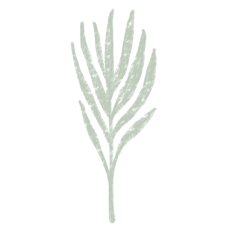 Light green charcoal-textured illustration of a leafy plant.