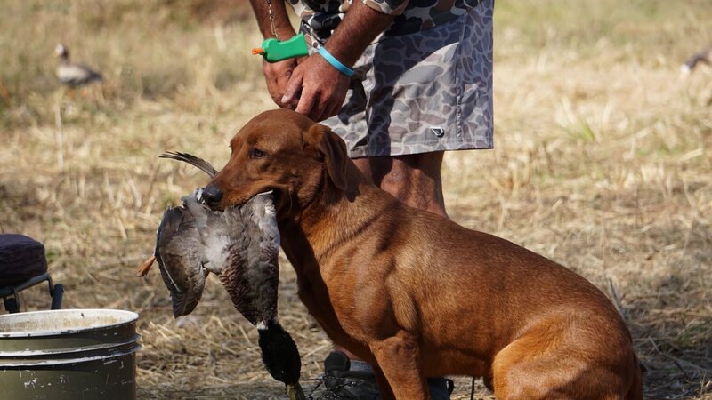 Picture of Labrador Puppy