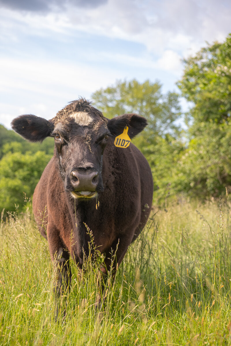 Cows-8