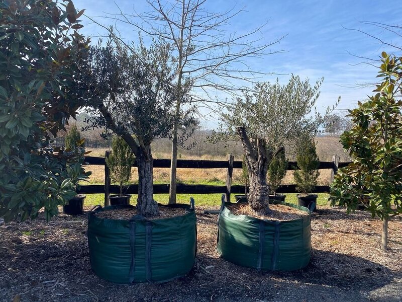 OLEA EUROPAEA 'MANZANILLO'  - go green nurseries - mature trees sydney