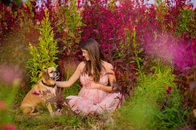 A mother-to-be sits in a vibrant field of flowers and grass, sharing a tender moment with her puggle near Phoenixville.