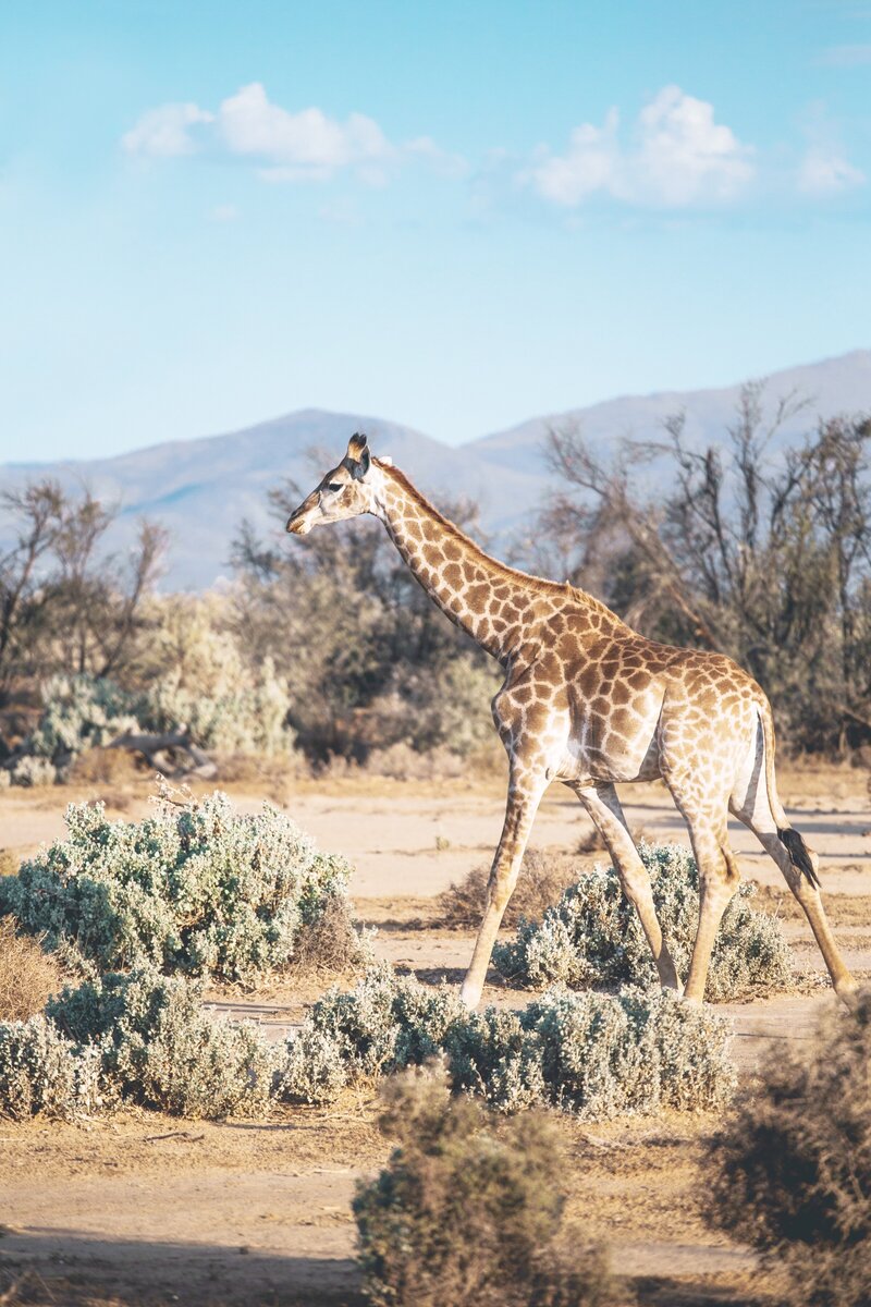 Off-on-Vacation-Africa-Giraffe-Safari