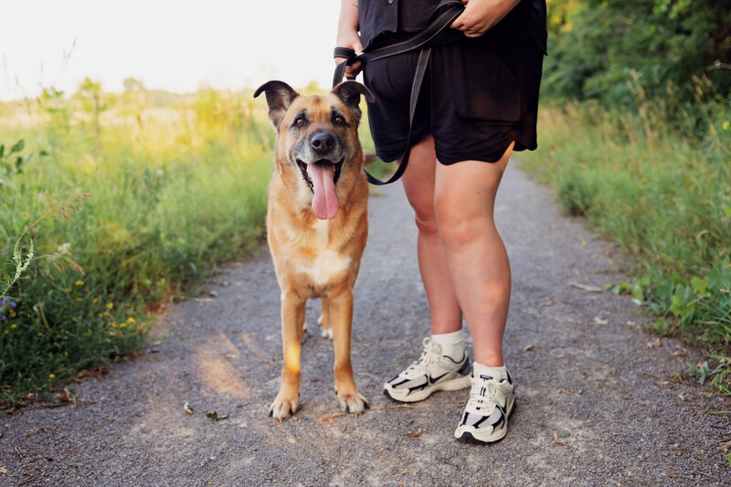 Happy german shepherd on a leash during a dog walk in Toronto with Walk with Claire, trusted pet care in Hamilton and the GTA.