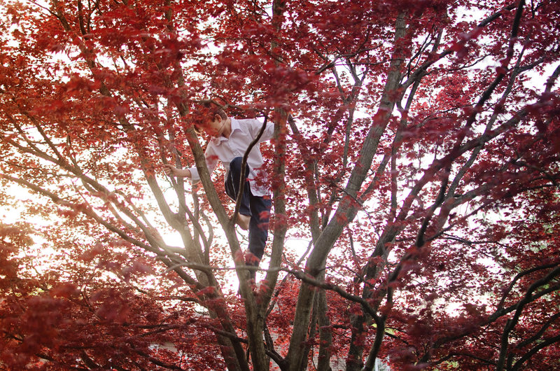 Portrait of child climbing tree