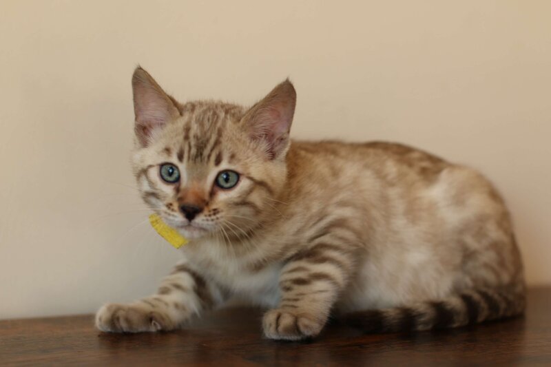 Sienna x Benny_Yellow_1