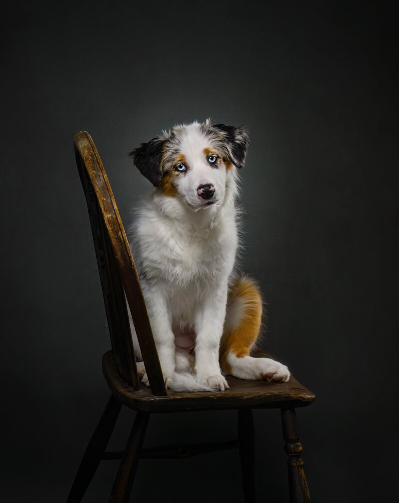 Our artistic approach creates timeless, elegant puppy portraits that celebrate the essence of your beloved pets. Book your fine art pet photography session with Pets through the Lens Photography today and treasure these precious moments forever.