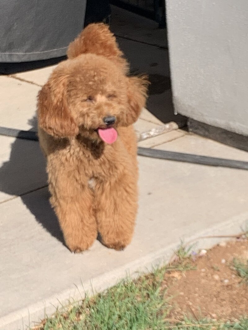 Buddy2