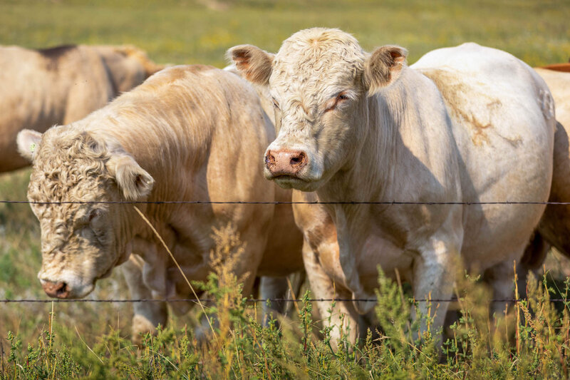 Charolais cattle