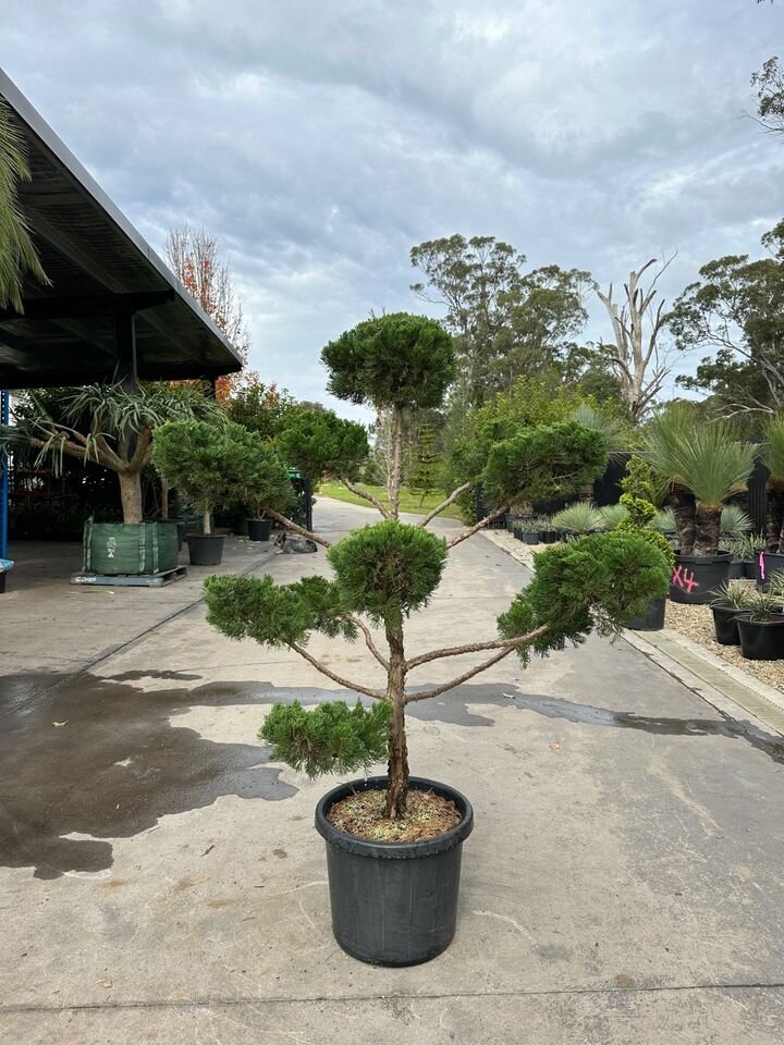 Juniper Topiary Cloud Tree - JUNIPERUS CHINENSIS 'KETELEERI'