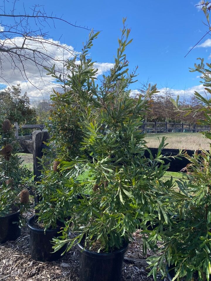 Banksia Serrata - Old Man Banskia - Go Green Nurseries - Mature Trees Sydney