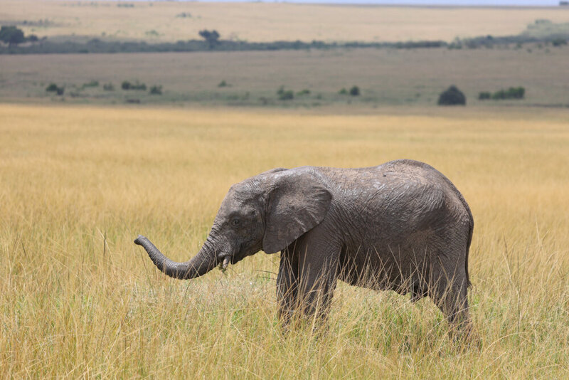 safariedited-200