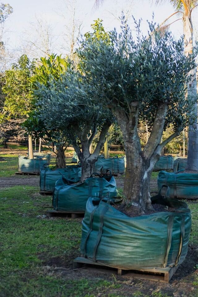 Olive Tree - 'FRANTOIO' - Go Green Nurseries