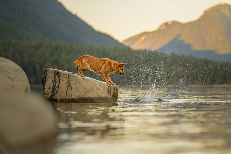 Explore the dynamic energy of outdoor pet photography with “Mountain Lake Leap” from Pets through the Lens Photography. Captured at golden hour, this striking image features a vibrant, golden-coated dog making an exhilarating leap from a boulder into a tranquil mountain lake. The background is a breathtaking view of misty mountains and lush forests, perfectly framing the moment of action. This photograph showcases pets’ adventurous spirit and highlights our expertise in creating engaging, natural settings for unforgettable pet portraits.