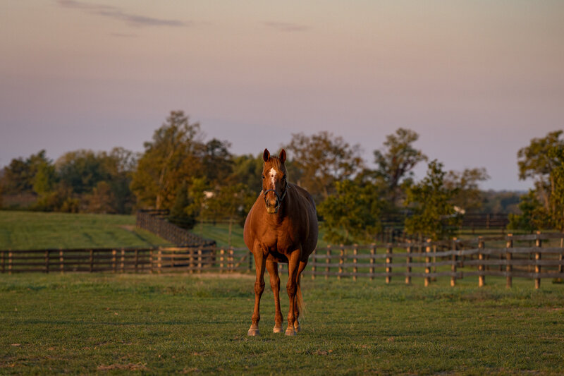 Thoroughbred mare Our Khrysty at pasture.