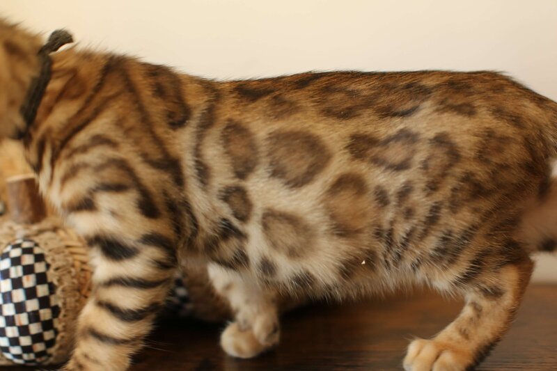 Diva x Bronco_Black_4