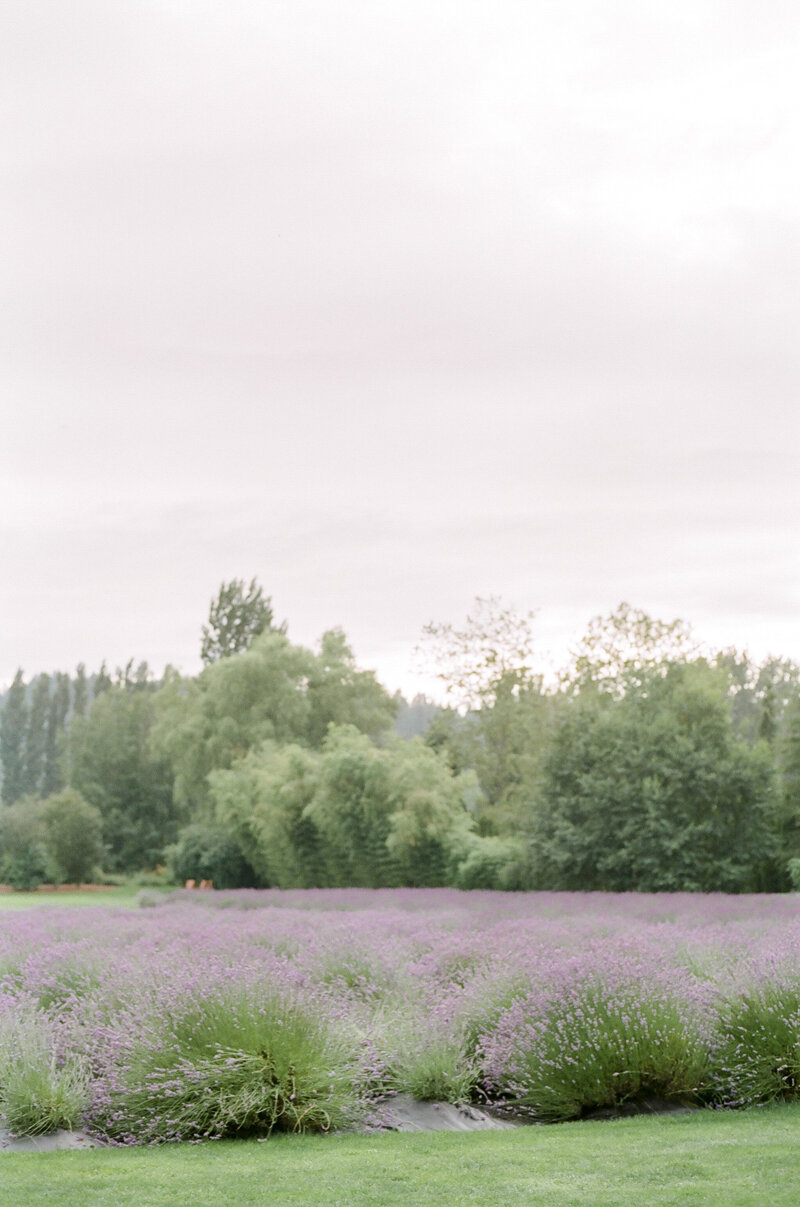 Woodinville Lavender Farm One-on-One - Kerry Jeanne Photography (53 of 87)