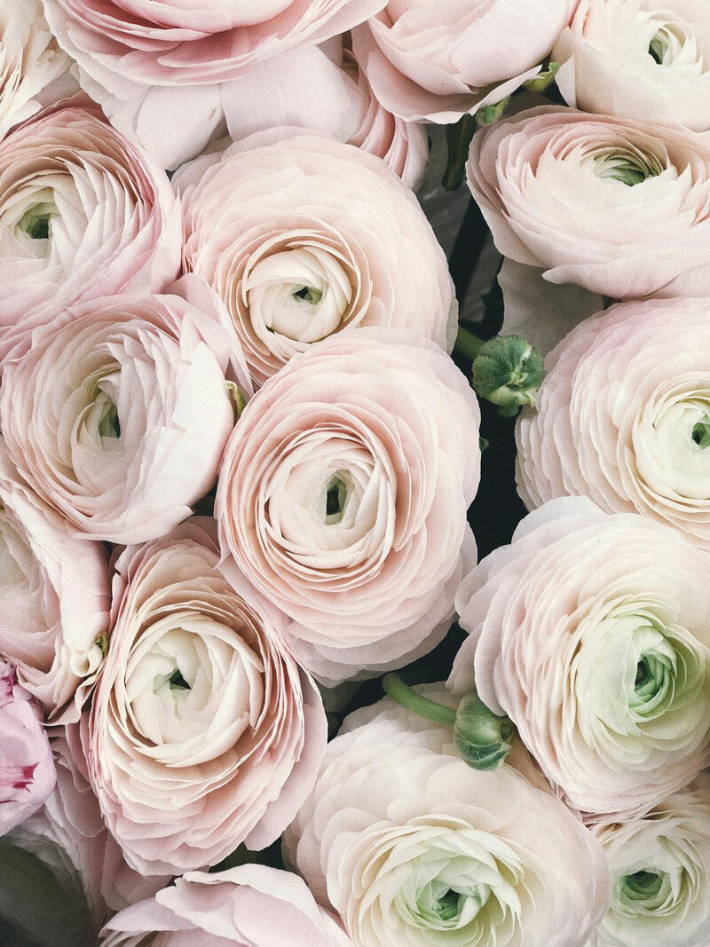 pexels-secret-garden-blush-flowers