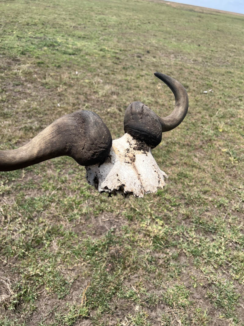 Serengeti(1)