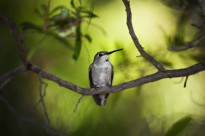 Hummingbird with Green