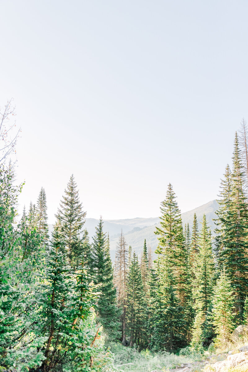 Pine trees in rocky mountain national park
