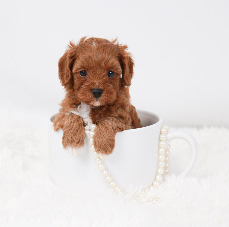 Tumbletwig 5 weeks1