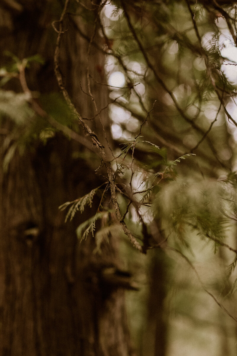 cedar tree
